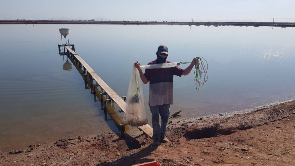 Cultivo de camarones: ¿Son los camarones criados en granjas malos para ti?.