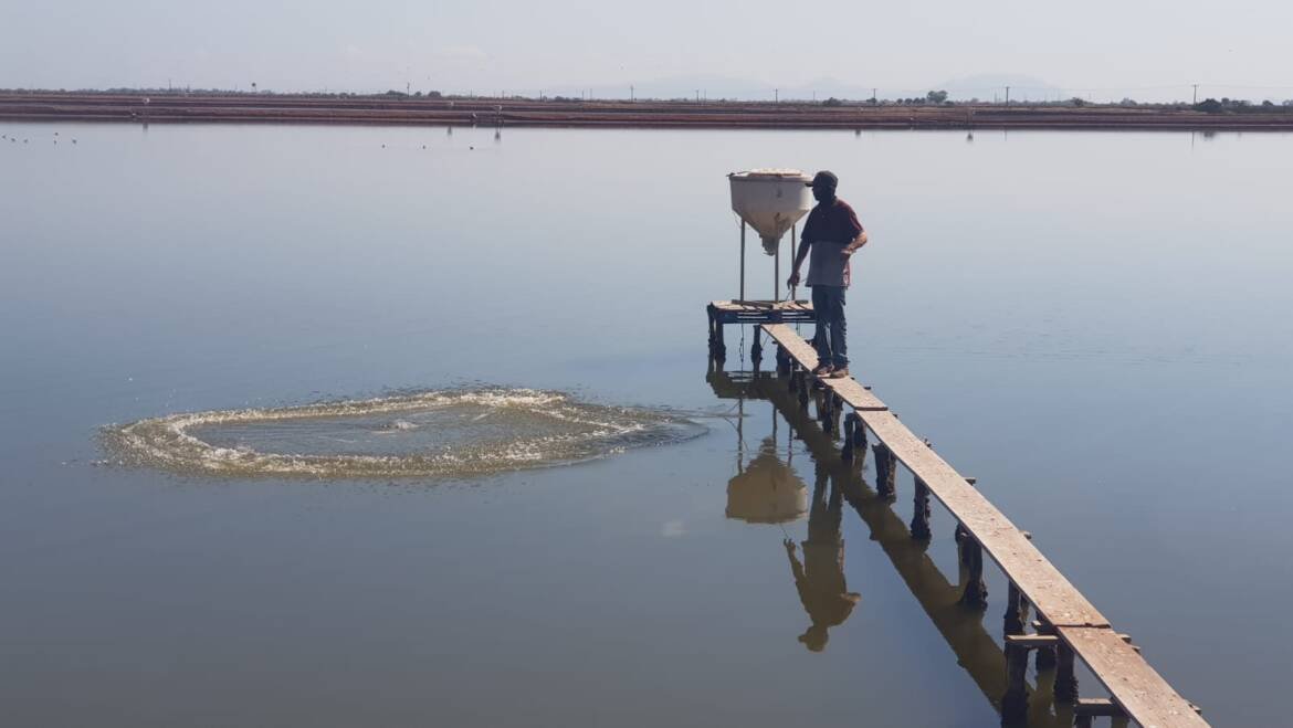 ¿Qué le sucede al alimento en los sistemas acuícolas?