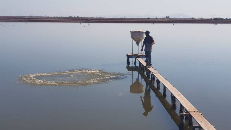 ¿Qué le sucede al alimento en los sistemas acuícolas?