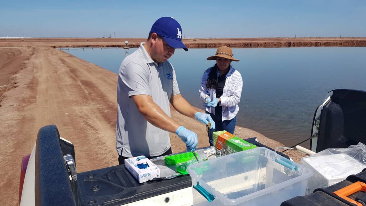 Monitorean los virus que infectan a granjas de camarón en el Pacífico y Golfo de México