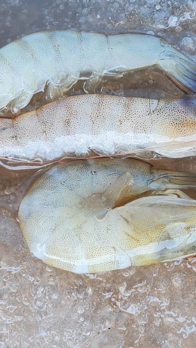 Minutos, no días: Asociación apunta a pruebas rápidas para detectar enfermedades del camarón