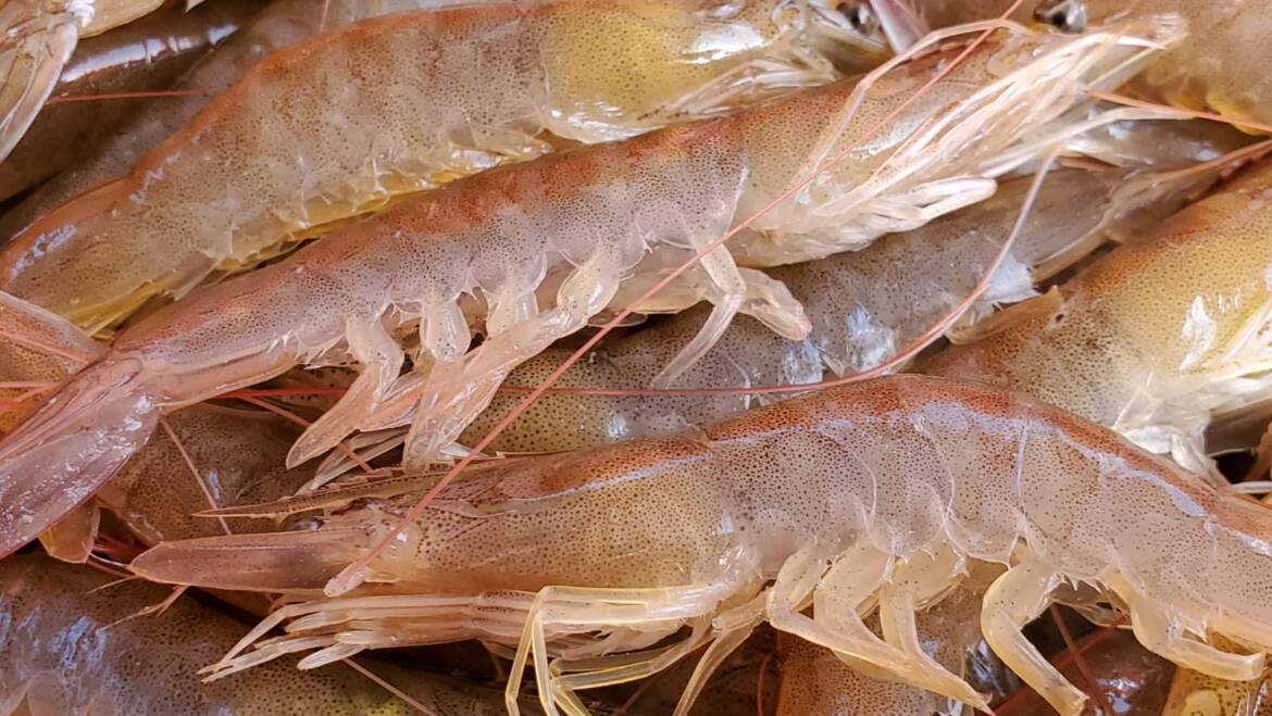 Evaluación de un compuesto polifenólico comercial para dietas de camarón blanco del Pacífico.